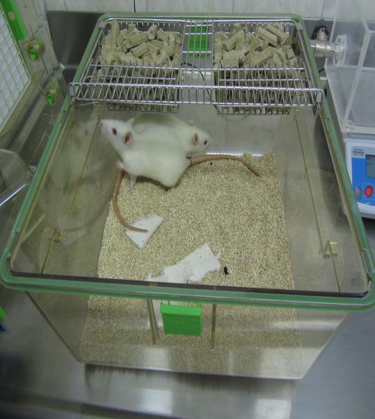 Podgane so imele ves čas poskusa neomejen dostop do vode in krme. Ob vhlevitvi smo živali ustrezno označili in jih stehtali. Slika 5: Živali med poskusom. Figure 5: Animals in the experiment.
