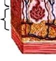 2011). Slika 1: Shematski prikaz treh plasti kože (cit. po Lackovič, 2015) Epidermis je sestavljen predvsem s keratinociti in melanociti terr Langerhansovimi celicami.