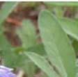 Svetlin R. Oblikovanje neg. kreme za suho kožo z izvlečkom žajblja (Salvia officinaliss L.).