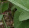 Slika 2: Nadzemni del in cvet žajblja (Salvia officinalis L.) (cit. po Sage, 2006) 2.2.1.