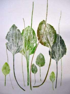 2.3.2 Leonore Alaniz Leonore Alaniz je umetnica, ki se ukvarja z botaničnim tiskom, kjer proučuje rastline v kombinaciji z umetnostjo in življenjem. Odtiskuje različne rastline (Slika 9).