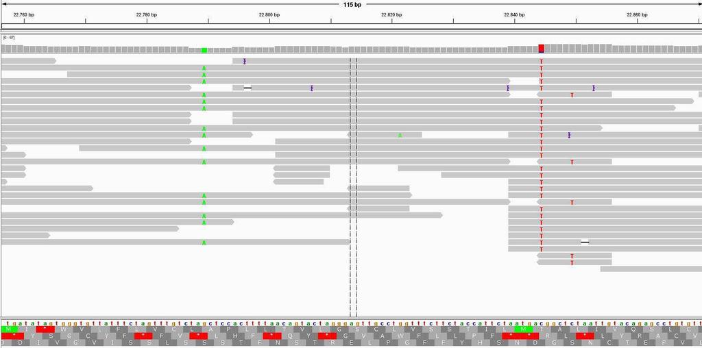 M. Ipavec: Določitev celotnega prašičje epidemične diareje z Ion Torrent sekvenciranja. 45 Slika 15: Prikaz krajšega odseka genoma SLO/JH-11/2015 s prilegajočimi zaporedji v programu IGV.