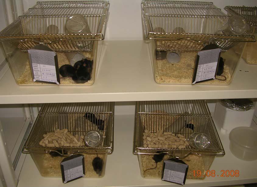 25 3.3 METODE 3.3.1 Živali in krmljenje V poskus je bilo vključenih 50 miši, starih osem tednov.