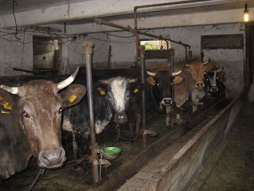 40 Prodaja mleka Dohodek na kmetiji predstavlja tudi prodaja mleka na domu. Mleko prodajajo že od nekdaj, samo povpraševanje je naraščalo z opuščanjem kmetovanja v vasi in okolici.