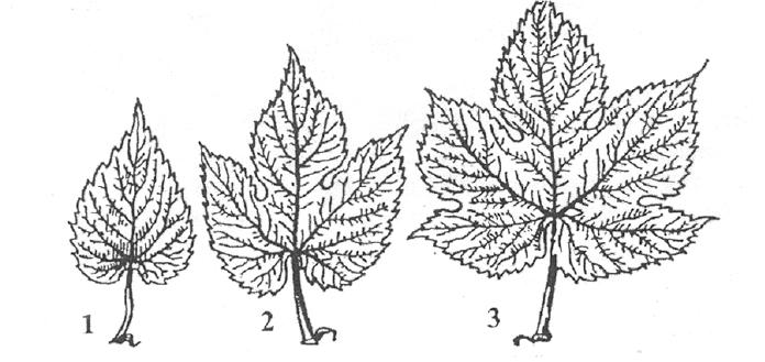 Bucik V. ntioksidativna učinkovitost listov in storžkov hmelja. 5 Listi so na steblu in stranskih poganjkih razporejeni parno na vsakem nodiju in si ležijo nasprotno.