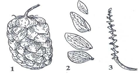 Bucik V. ntioksidativna učinkovitost listov in storžkov hmelja. 6 Ženski cvetovi na ženski rastlini hmelja so združeni v socvetja, katerega osnovo sestavlja vretence z nodiji.