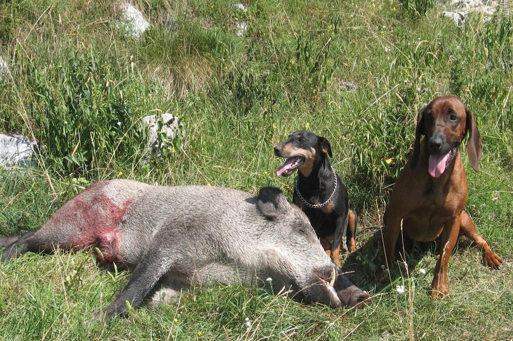 Družen uspeh (foto Ervin Feregotto) LKD Celje, kakor tudi drugi LKD ji nimajo svoje baze podatkov o vodnikih in pasmah preizkušenih lovskih psov v loviščih.
