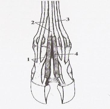 12 Slika 1: Anatomija biclja (Farazinc, 2009). Legenda: 1. M. interosseus medius (medprstna bicljeva vez) 2. Extensor digitorum communis (prstna vez) 3.