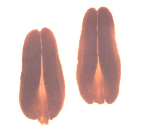 5. Haploid embryo on CP medium Slika 6.