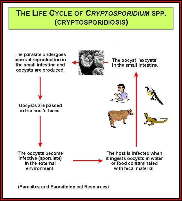 Cryptosporidium sp. Parazit nastopa v kakšnih 20 različnih podvrstah, zato pišemo sp. (species), sicer pa je najpogosteje zastopana in verjetno edina človeku škodljiva podvrsta parvum.