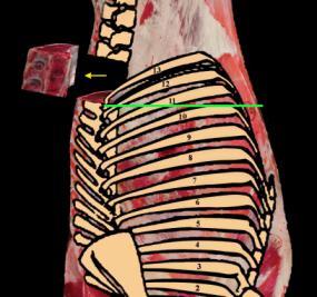METODOLOGIJA DELA V preizkus smo zajeli vzorce dolge hrbtne mišice (m.