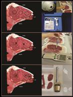 (DGAT1), kalpastatin (CAST) in stearoil-coa desaturaza 1 (SCD1) na vseh vzorcih mesa bikov iz testne postaje in iz široke reje odvzetih med leti 2014 in 2016.
