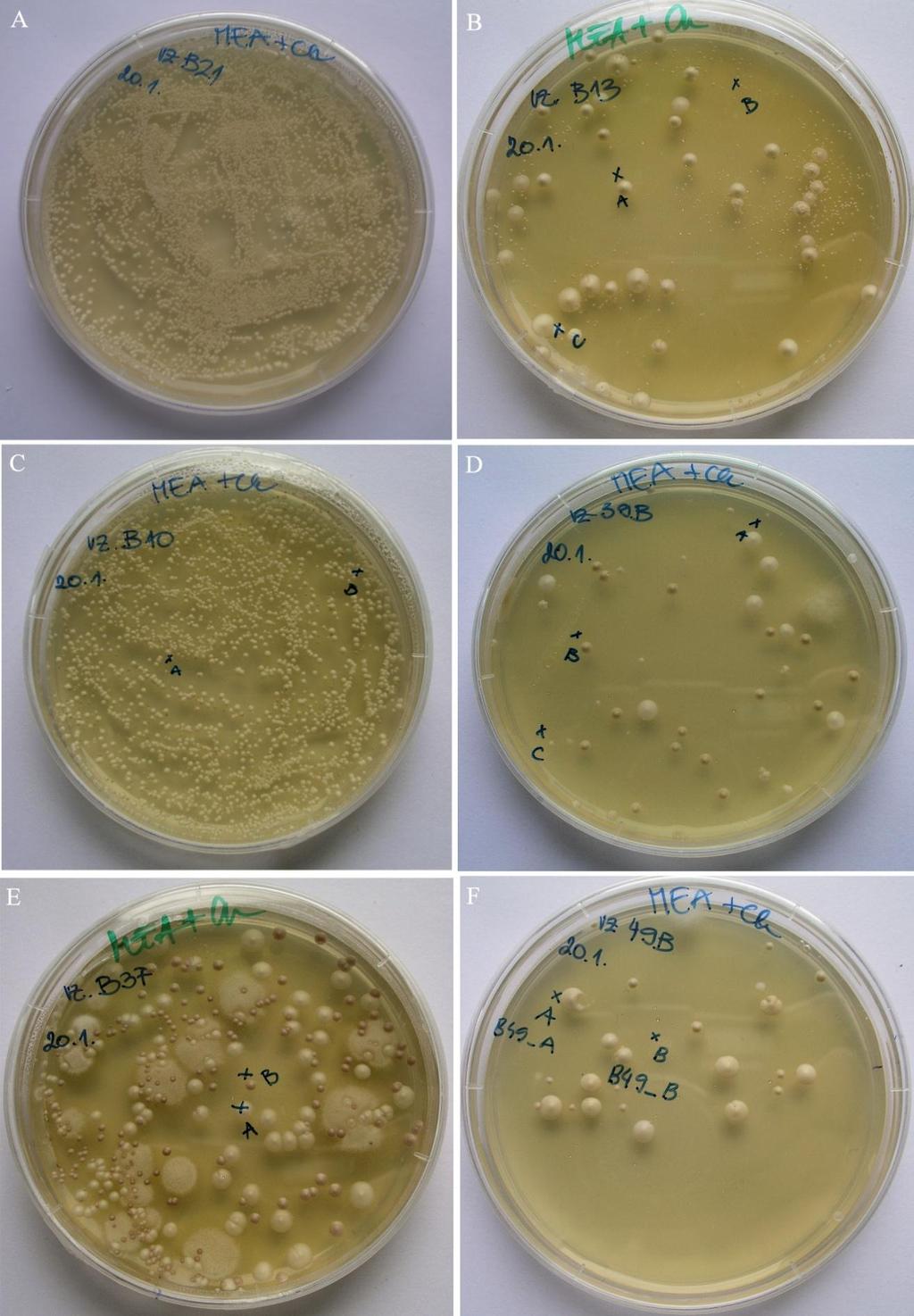 35 Slika 5: Osnovne izolacijske plošče gojišča MEA s kloramfenikolom.