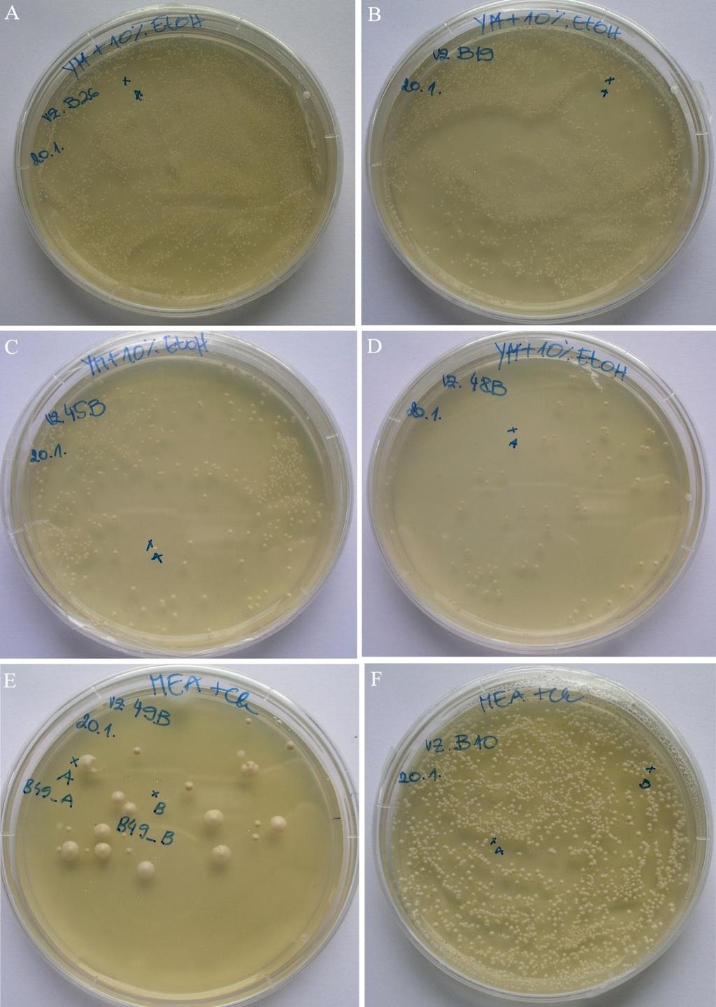 50 Slika 13: Osnovna izolacijska gojišča MEA + Ch in YM s kolonijami S. cerevisiae.