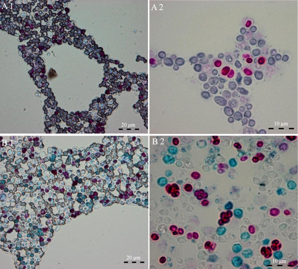 61 Preglednica 23: Kombinacije parjenja sevov S. cerevisiae, ki tvorijo askospore.