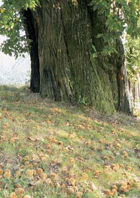 Po ljudskem izroœilu naj bi bila stara okrog øesto let; severno drevo, ki se je leta 2007 razklalo na pol, veœ in juæno, katerega obseg debla meri 655 centimetrov, nekaj manj.