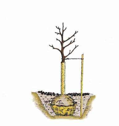 Presajanje drevesa ali grma NEPRAVILNO Poøkodovani, zlomljeni poganjki niso odstranjeni Oznaka na deblu drevesa ni odstranjena Umetni materiali duøijo korenine Æiœna koøara ni odstranjena Poganjki,
