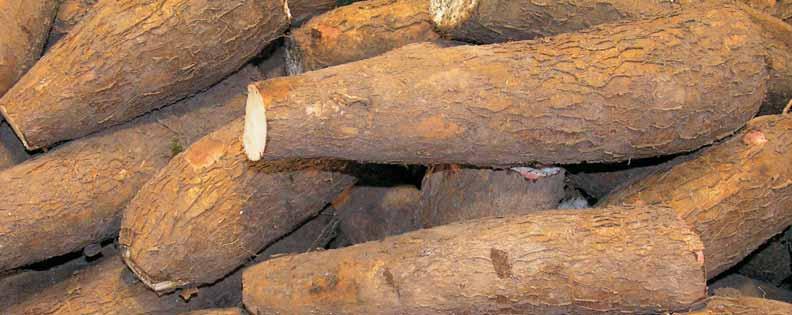 Manioka ali kasava Manioko ali kasavo gojimo zaradi uæitnih, s økrobom bogatih korenin. Ta podzemni zaloæni organ je glavni vir ogljikovih hidratov. Najveœ je pridelajo v Afriki, v Nigeriji.