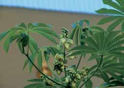 flabellifolia, prednica danaønjih gojenih vrst, izvira iz Juæne Brazilije in Paragvaja.