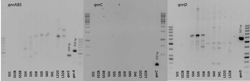 43 Slika 10: Agarozni gel po elektroforezi z nanešenimi pomnožki PCR za ugotavljanje prisotnosti genov qnr pri izbranih sevih salmonel iz plazilcev.