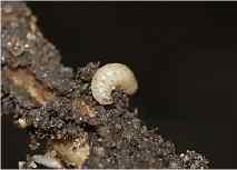belin, kapusova sovka, kapusov bolhač, kapusova muha, rastlinjakov ščitkar, cvetlični resar Heterorhabditis bacteriophora (Nadasy, 1999;