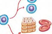 Nova celica se lahko razvije le iz obstoječe celice Človek se razvije iz ene same oplojene jajčne celice, ki ima v dednem zapisu vse informacije za zgradbo in delovanje organizma, sestavljenega iz