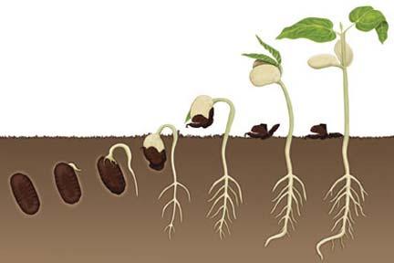 ) 3.2. Razvojni cikel semenk se začne s kalitvijo. Ta se začne s sprejemom vode in nabrekanjem semena.