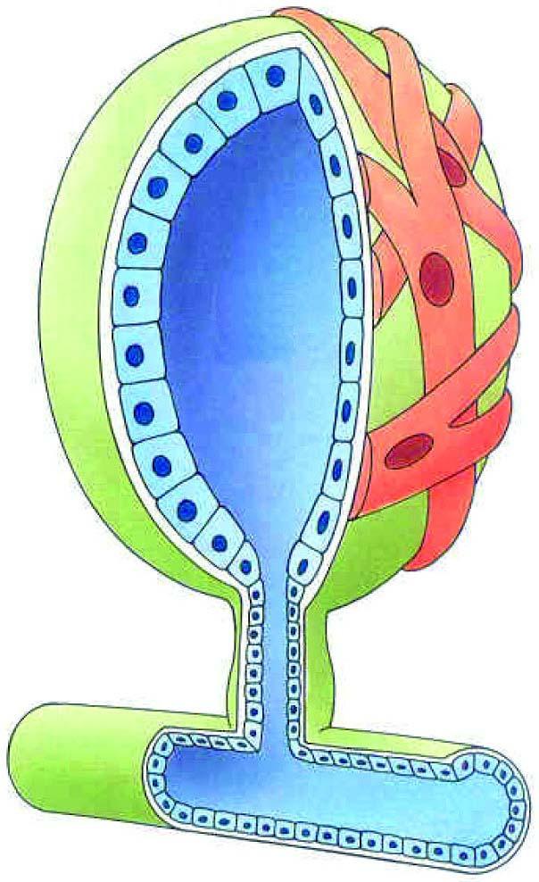 Žlezne celice (Vir: Biologija človeka anatomija, fiziologija, zdravje; E. Perilleux, B. Anselme, D. Richard, Ljubljana, DZS, 1999.) 7.5.