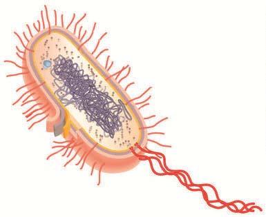 ) (Vir slike živalske celice: http://teacher2.smithtown.k12.ny.us/. Pridobljeno: 20. 10. 2011.) _ 1.2. Virusi se lahko razmnožujejo le v živih celicah.