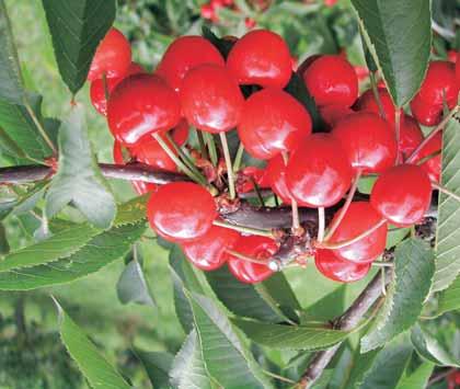 Ekološko vrtnarjenje Obilen pridelek sorte Celeste Češnje v vrtu Češnje so najbolj zaželeno spomladansko sadje. Uspevajo lahko vse do 1000 m nadmorske višine.