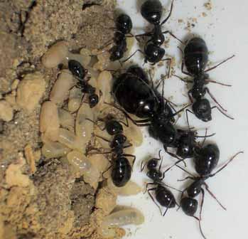 Dom brez mrgolazni Mravlje imajo svoj pohod Letos so v toplih in sončnih dneh vrtne mravlje že vsepovsod mrgolele, zato bo treba tudi v stanovanjih hrano in ostale organske snovi pravočasno
