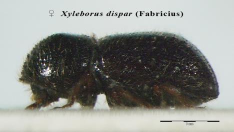 3 2 PREGLED OBJAV 2.1 VRTNI ZAVRTAČ (Xyleborus dispar [Fabricius, 1792]) Fabricius je hrošča (slika 1) prvič opisal leta 1792 in ga poimenoval Apate dispar.