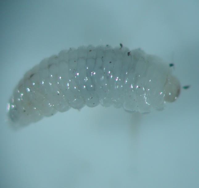 6 vzdušnic. Ličinke ksilomicetofagnih vrst ne dolbejo bubilnic. Ostanejo v materinskem hodniku (slika 6) in se po izleganju hranijo z glivo in ne vrtajo novih rovov.