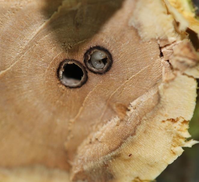 Razvijajo se od 4 do 6 tednov (Vrabl, 1999). Slika 5: Ličinka vrtnega zavrtača. Figure 5: Larvae of European shot-hole borer. Slika 6: Ličinka vrtnega zavrtača.