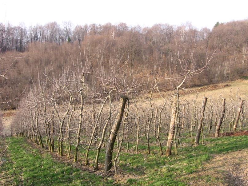 Figure 38: Ortofoto picture of plantation in Arnovo selo
