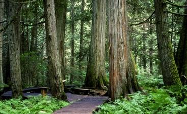 Britanska Kolumbija ima približno 46,6% celotnega državnega gozdovja.