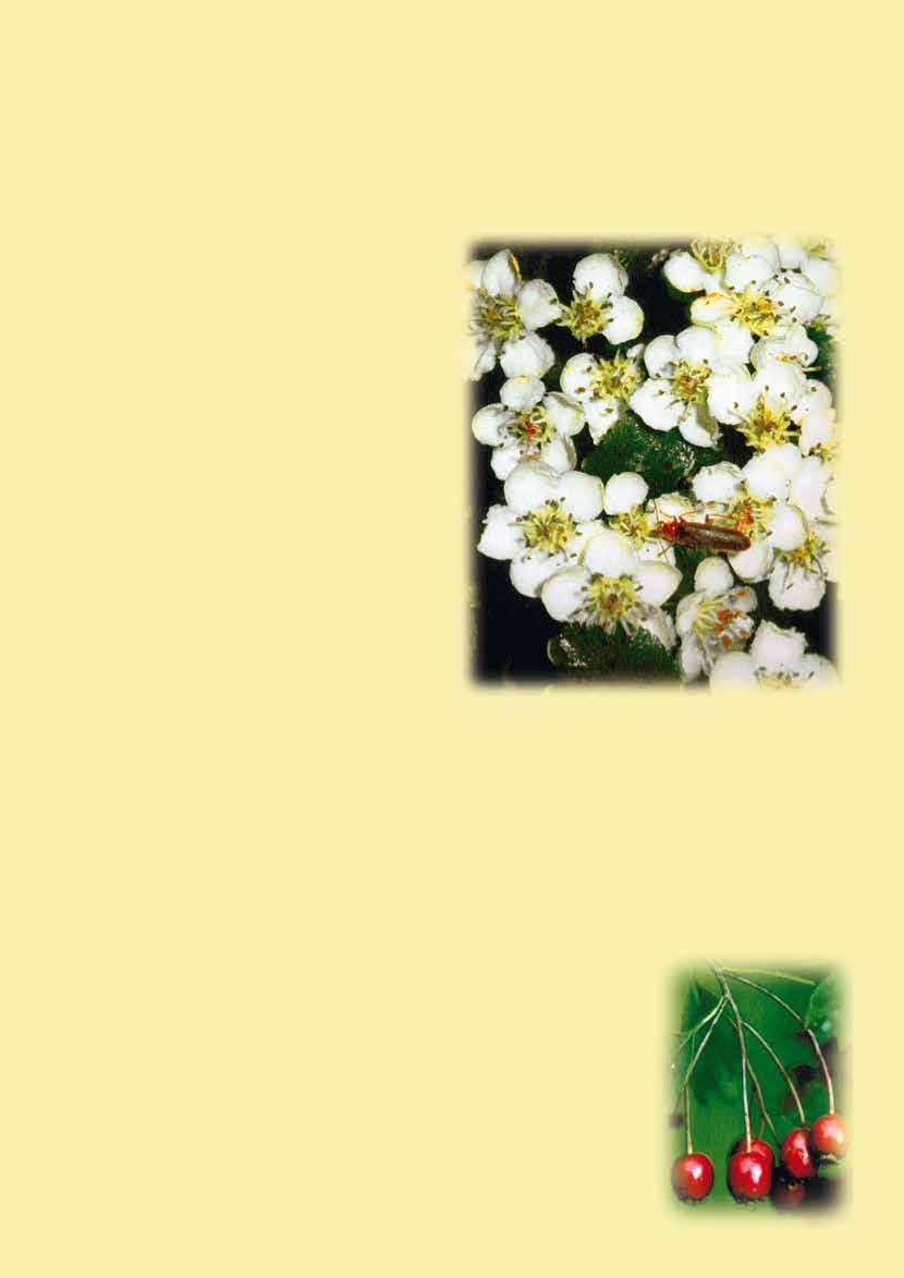 RASTLINE IZ LOVSKIH REVIRJEV Glog (Crataegus laevigata Poir.) Glavne značilnosti Z imenom glog označujemo pravzaprav dve rastlinski vrsti: navadni in enovratni glog.