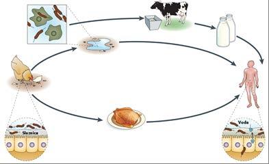 5 Slika 2: Možne poti okužbe s Campylobacter spp. (Young in sod., 2007). V zadnjih letih se problem kontaminacije pitanih piščancev s C. jejuni pogosto pojavlja tudi v Sloveniji.