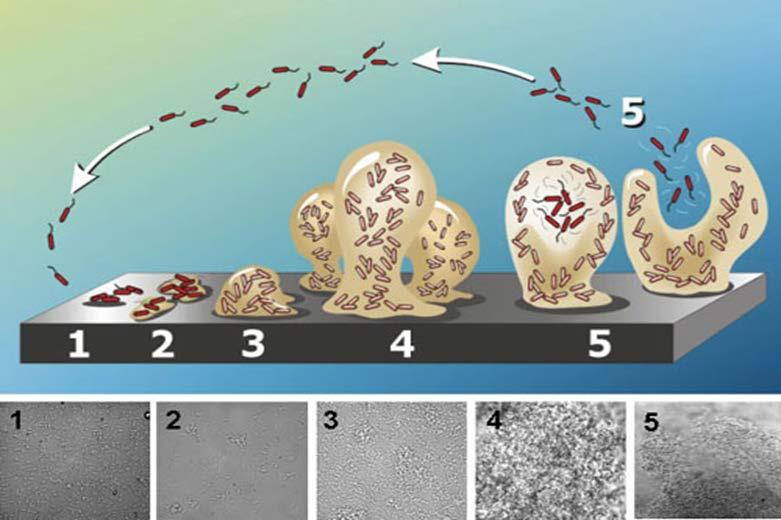 10 Slika 4: Model razvoja biofilma po stopnjah (Cogan in Kenner, 2004). 2.3.1 Dejavniki pritrjevanja bakterij Campylobacter spp.