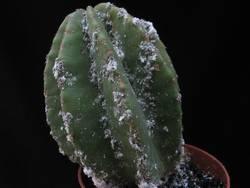 Ali veste, kaj je povzročitelj poškodb na kaktusu?