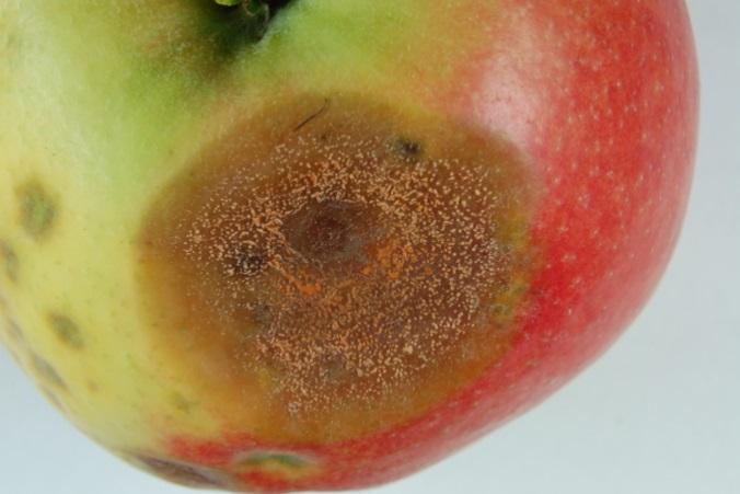 Slika 4: Figure 4: Okuženo jabolko z glivo C. fioriniae Apple infected with fungus C. fioriniae 3.2.2.2 Fusarium avenaceum Sacc.