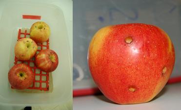 Slika 11: Plodovi pripravljeni za semi in vivo poskus Figure 11: Apple fruits for semi in vivo assay 3.5.