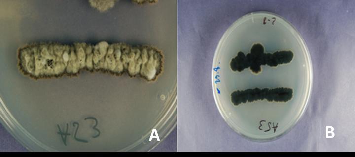 4.1.2 Microcyclospora tardicrescens J. Frank, Schroers & Crous Kolonija je na PDA gojišču počasi rastoča in doseže po 14 dneh rasti pri temperaturi 24 C premer 7 mm in po 1 mesecu premer 11 mm.