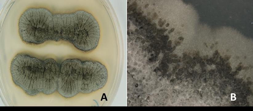 4.1.4 Schizothyrium pomi Arx Kolonije glive in vitro dosežejo po 14 dneh rasti na PDA gojišču in pri temperaturi 24 C premer 8 mm in po 1 mesecu inkubacije premer 23 mm.