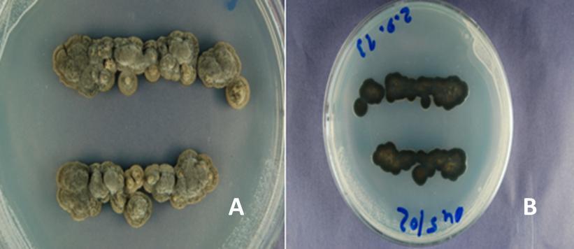 Slika 17: Kolonija S. pomi na PDA gojišču (A od zgoraj, B povečava 7x) Figure 17: Colony of S. pomi on PDA medium (A from above, B magnification 7x) 4.1.5 Peltaster cerophilus J.