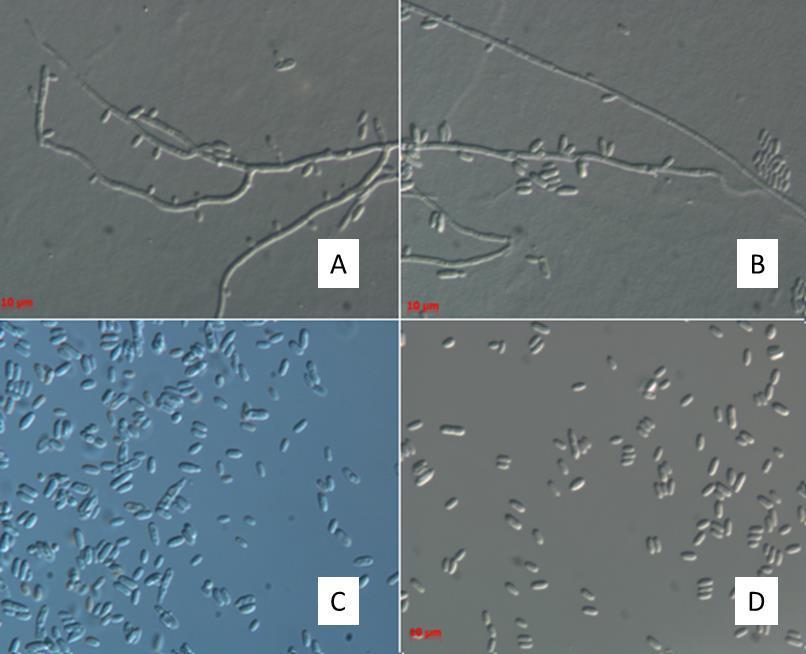 obeh izolatov glive vrste P. cerophilus so enake. Trosi se oblikujejo na konidiogenih celicah, lateralno na hifah (Slika 22A, 22B).