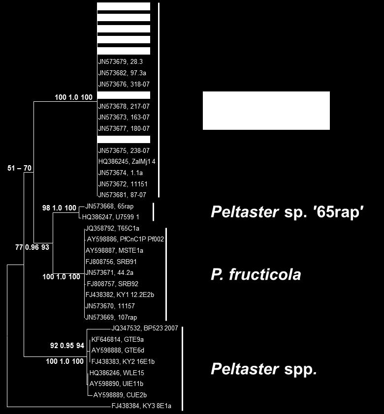 Slika 23: Filogenetsko drevo vrst gliv Peltaster Figure 23: Phylogenetic tree of Peltaster species fungi Z uporabo označevalca ITS so se sekvence združile v pričakovane