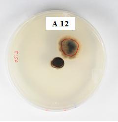Slika 30: Izbrani izolati z največjim inhibitornim učinkom na rast micelija patogene glive V.