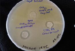 spojin iz dvojnega vrha proti glivama M. hiemalis in C. fioriniae. Intenziteta antimikrobne aktivnosti smo merili glede na premer cone inhibicije rasti patogenih gliv.