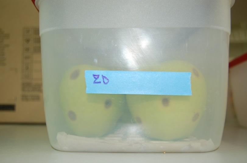 4.7 SEMI IN VIVO TEST V laboratoriju smo opazovali vpliv glive vrste M. tardicrescens na rast glive C. fioriniae na treh sortah jabolk (Gala, Gloster, Zlati delišes).